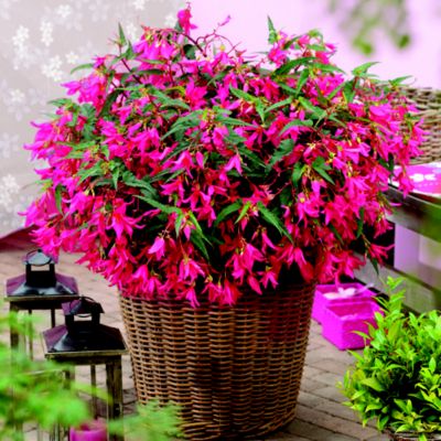 Thompson & Morgan Begonia Crackling Fire  image(1)