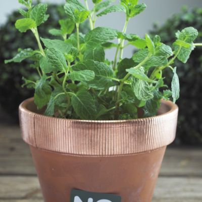 No More Slugs 'N' Snails Tape image(2)