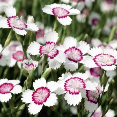 Suttons Dianthus Arctic Fire image()