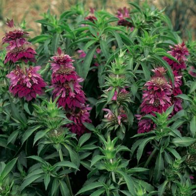 Suttons Herb Duo image(1)