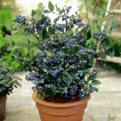 Suttons Blueberry Mix image(1)