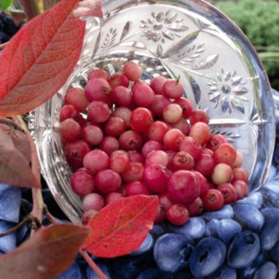 Suttons Blueberry Mix image(2)