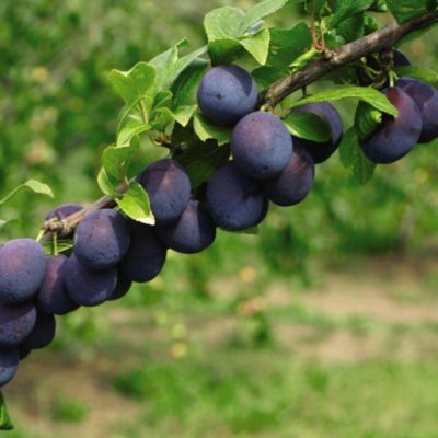Suttons Damson Merryweather image()