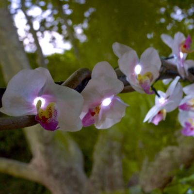 Orchid solar outlet lights