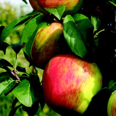 Thompson and Morgan Apple Isaac Newton image(1)