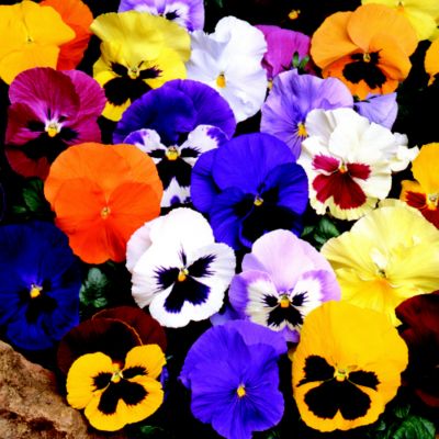 Thompson and Morgan Pansy Tea Party image(1)