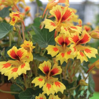 Thompson and Morgan Nasturtium Fruit Salad image(1)