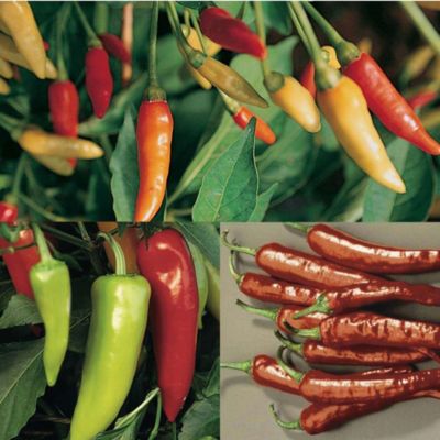 Thompson and Morgan Chilli Pepper Collection image(1)