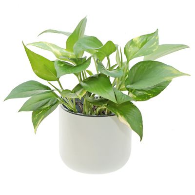 Okidome Eden Suction Planter image(1)