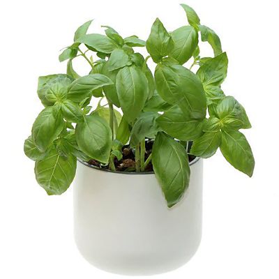 Okidome Eden Suction Planter image(3)