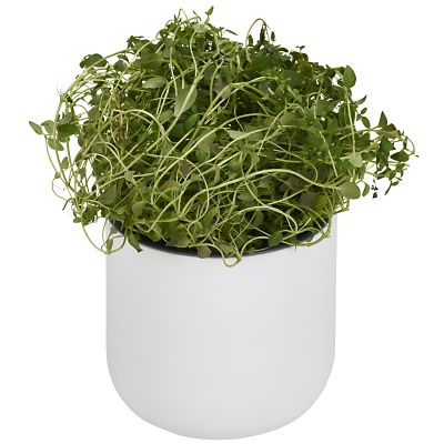 Okidome Eden Suction Planter image(4)