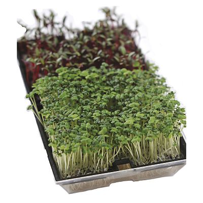 Johnsons MicroGreens Growing Tray Starter Kit image(2)
