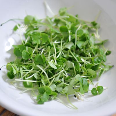 Johnsons MicroGreens Basil image(2)