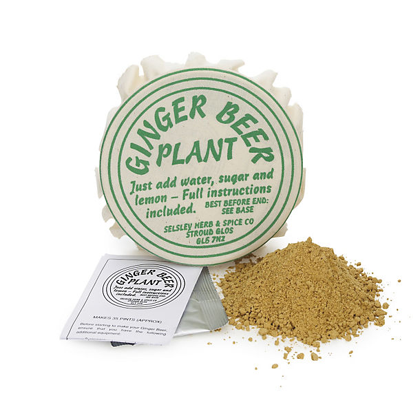 Ginger Beer  Plant image(1)