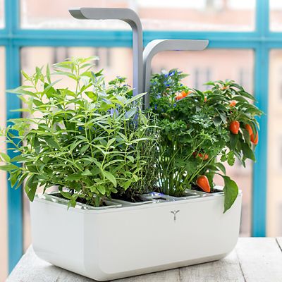 Veritable Smart Garden Lingot Cayenne Hot Chilli - (Image 2)