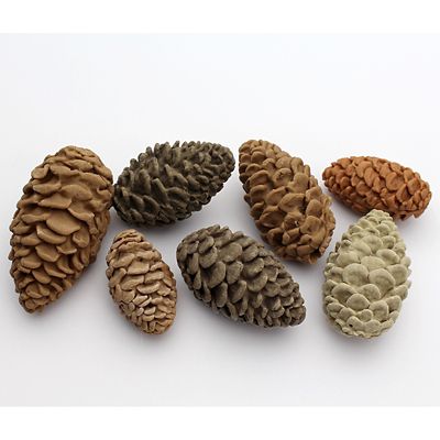 Katy Sue Designs Pine Cones Silicone Mould image(5)